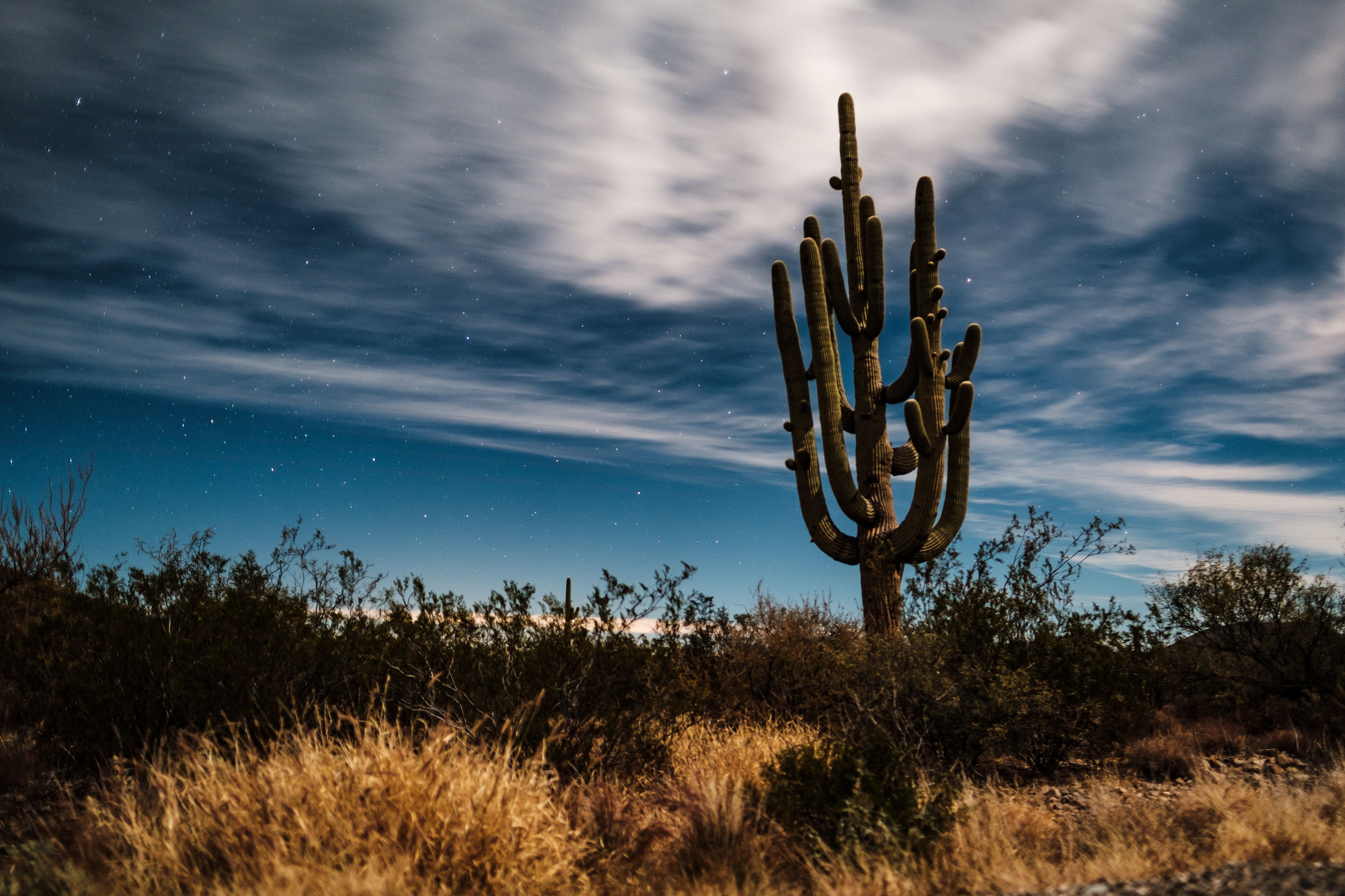 Cacti